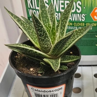 Photo of the plant species Gasteria Caleidoscope by @Acelvs named L on Greg, the plant care app