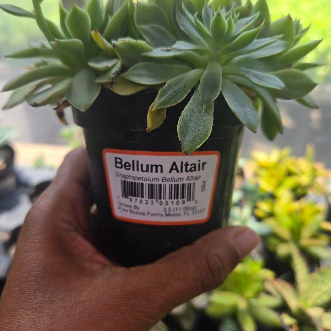 Photo of the plant species Graptopetalum bellum by @Acelvs named Coco on Greg, the plant care app