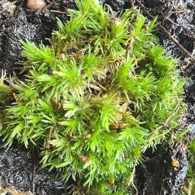 Photo of the plant species Star Moss by @FancyMiniorchid named James Dean on Greg, the plant care app