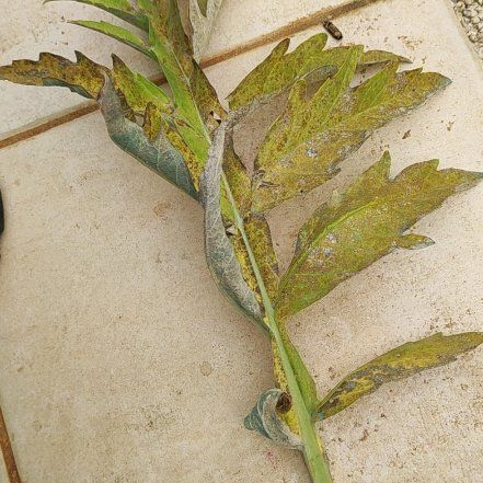 Photo of the plant species Globe Artichoke by @ZippyCapsicum named Rosa on Greg, the plant care app