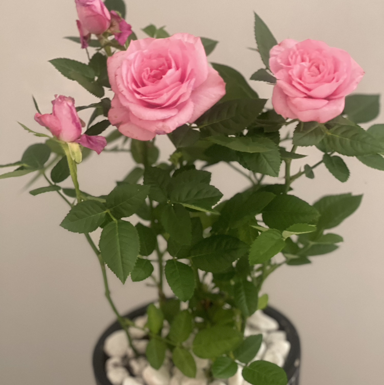 Photo of the plant species Damask Rose by @ZingDill named Damask on Greg, the plant care app