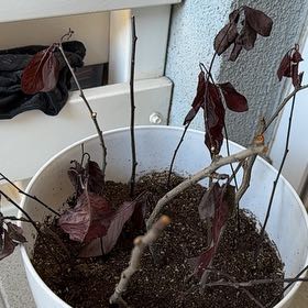 Plant care for Ciruelas on Greg, the plant care app