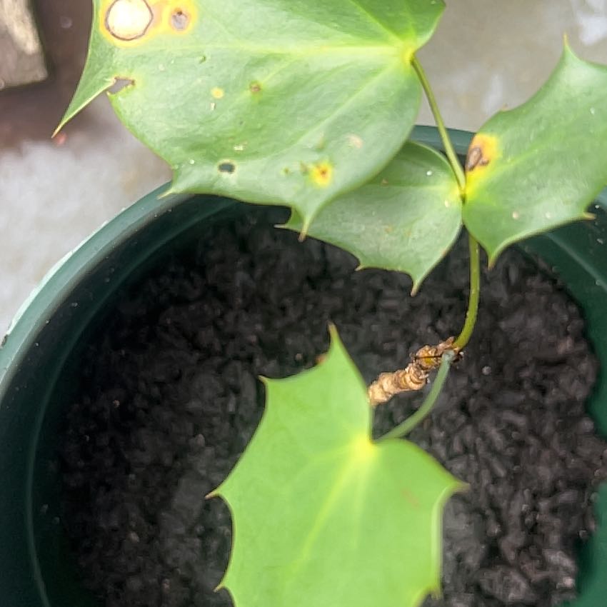 Photo of the plant species Beale's Mahonia by @alwayzsunnywhereluzis named Marilyn on Greg, the plant care app