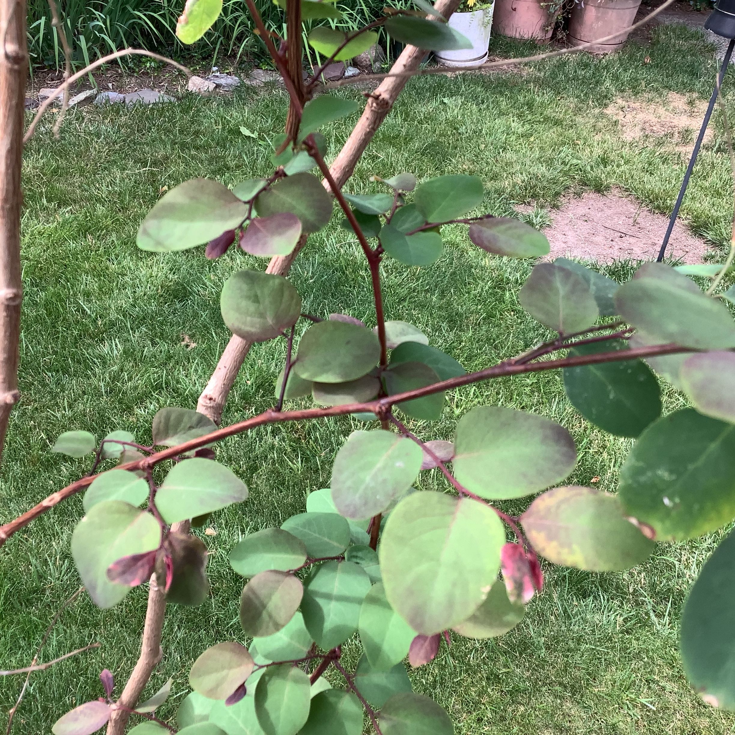 Photo of the plant species Hawaiian Snow Bush by @SirAmazonsword named Clareann on Greg, the plant care app