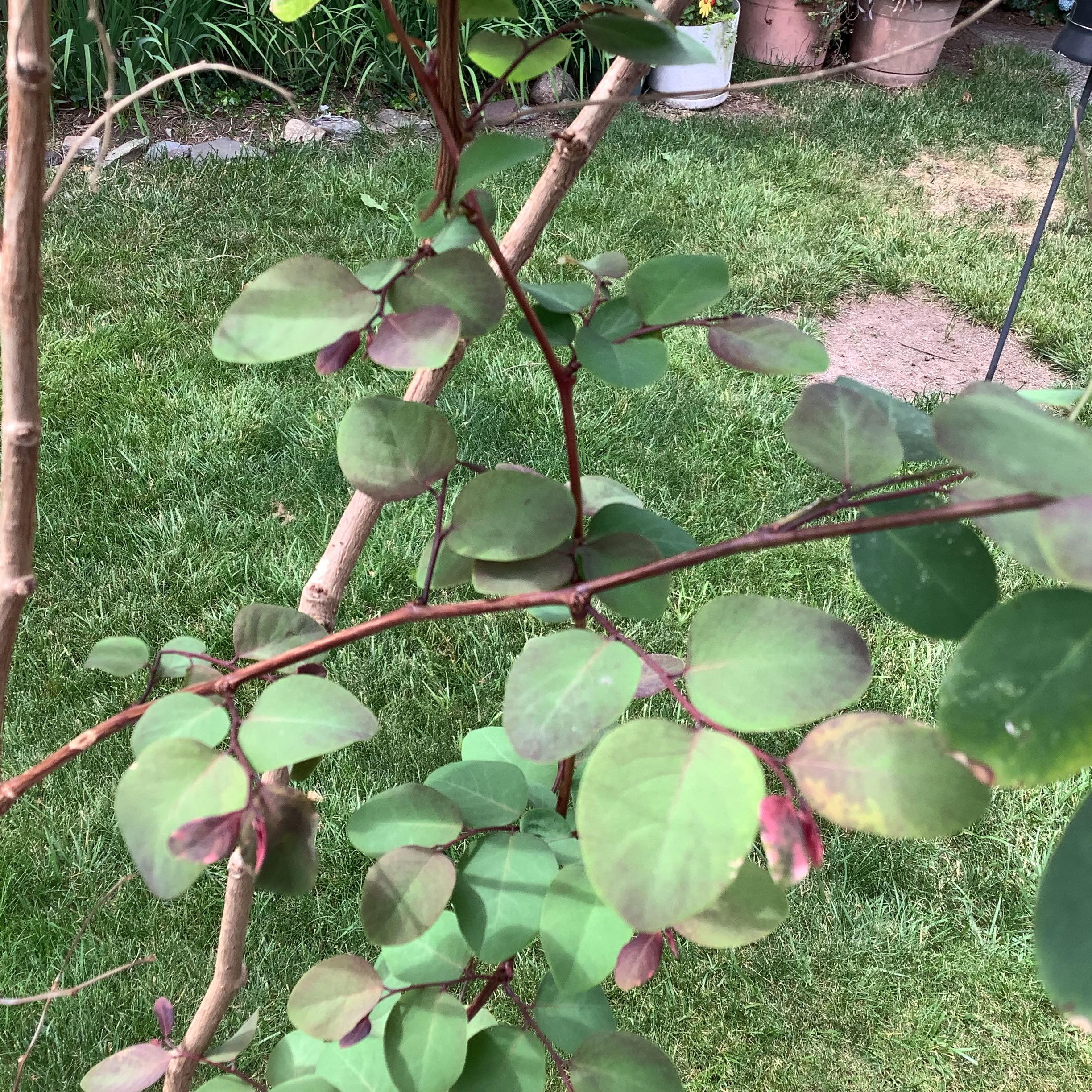 Photo of the plant species European Pear by @SirAmazonsword named Terra on Greg, the plant care app