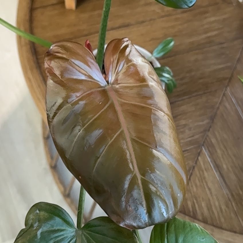 Photo of the plant species Philodendron 'New Red' by @jacysoun named Tupot amaroot on Greg, the plant care app