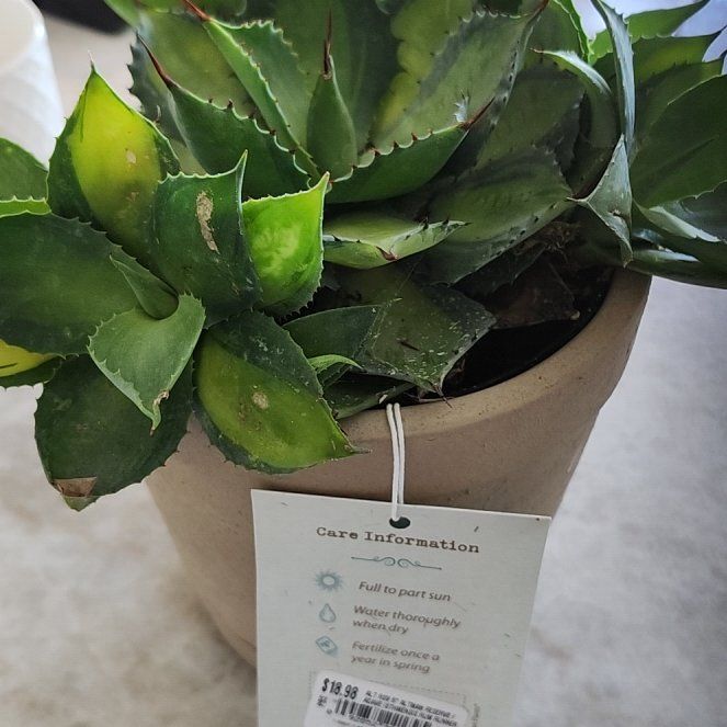 Photo of the plant species Agave isthmensis 'Rum Runner' by @QuickDecodon named Spike Leaves on Greg, the plant care app