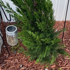 Photo of the plant species Spartan juniper by @AlertEnglishyew named Hamilton on Greg, the plant care app