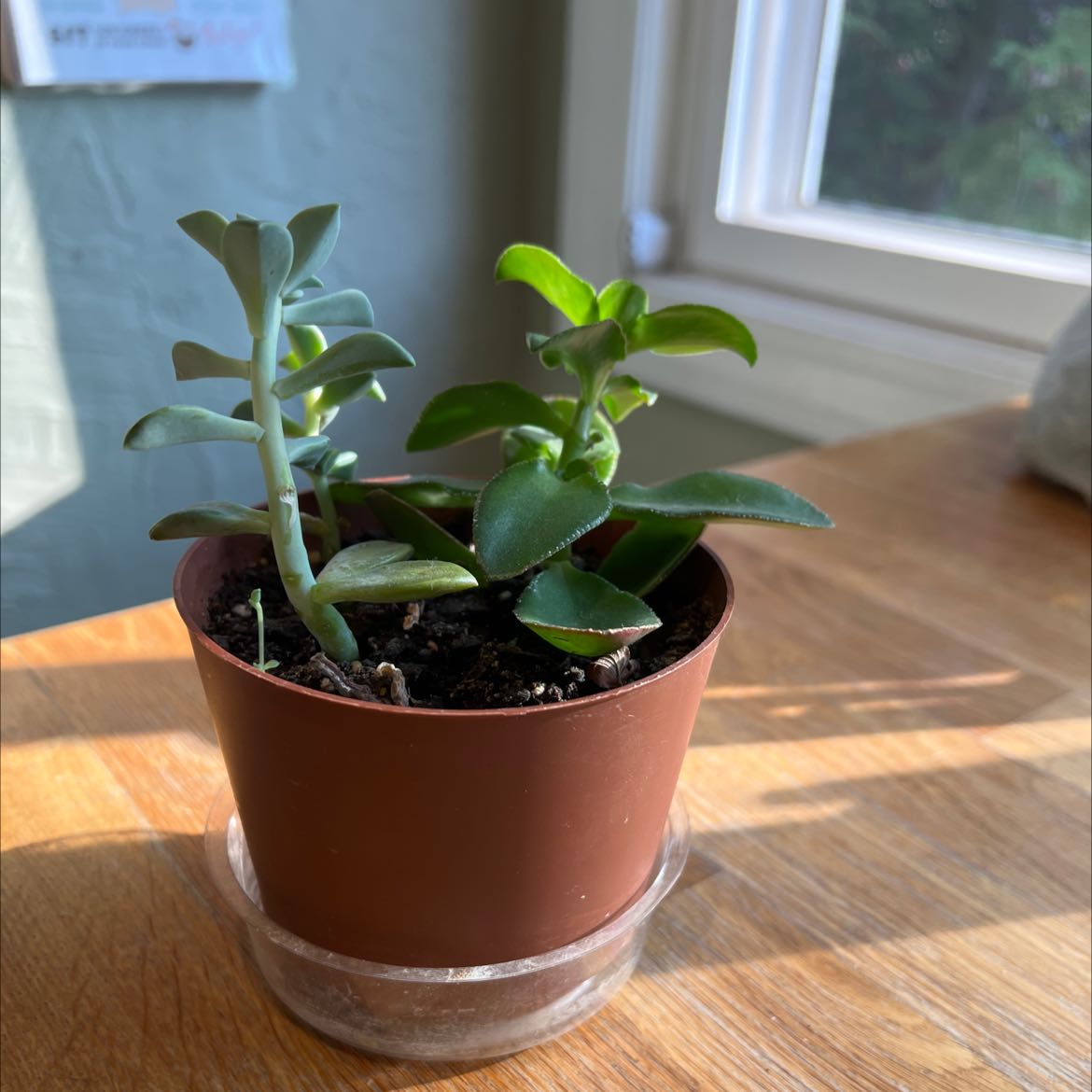 A small potted succulent plant on a wooden surface near a window.