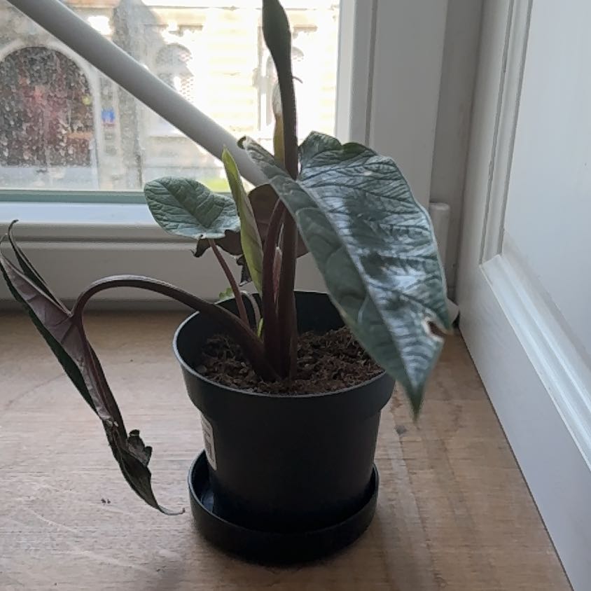 Potted Alocasia Scalprum plant on a windowsill with some browning leaves.