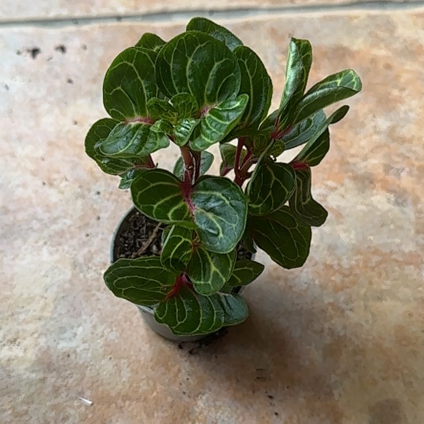 Photo of the plant species Rich Gold Star by @SunsetBloom named Herb 🪦 on Greg, the plant care app