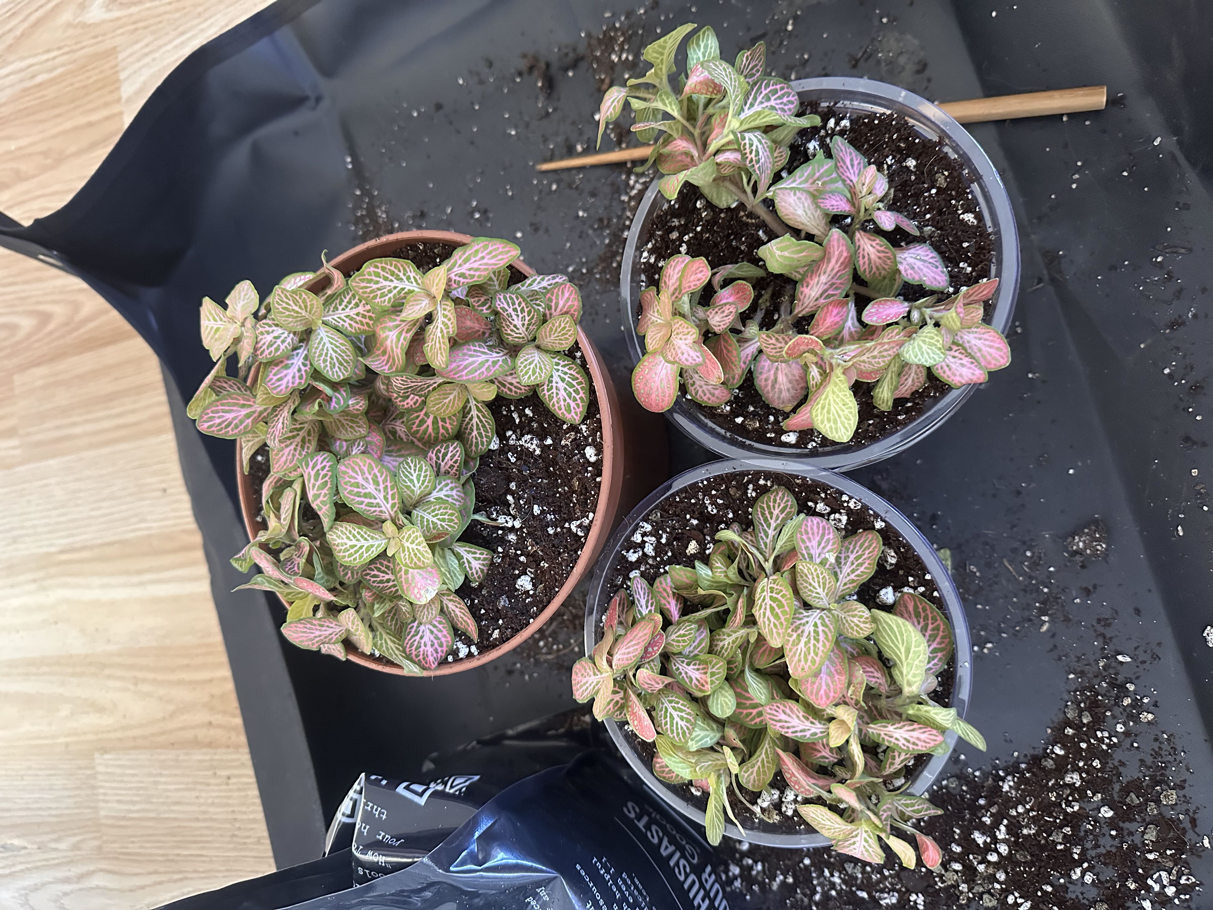 Photo from the post