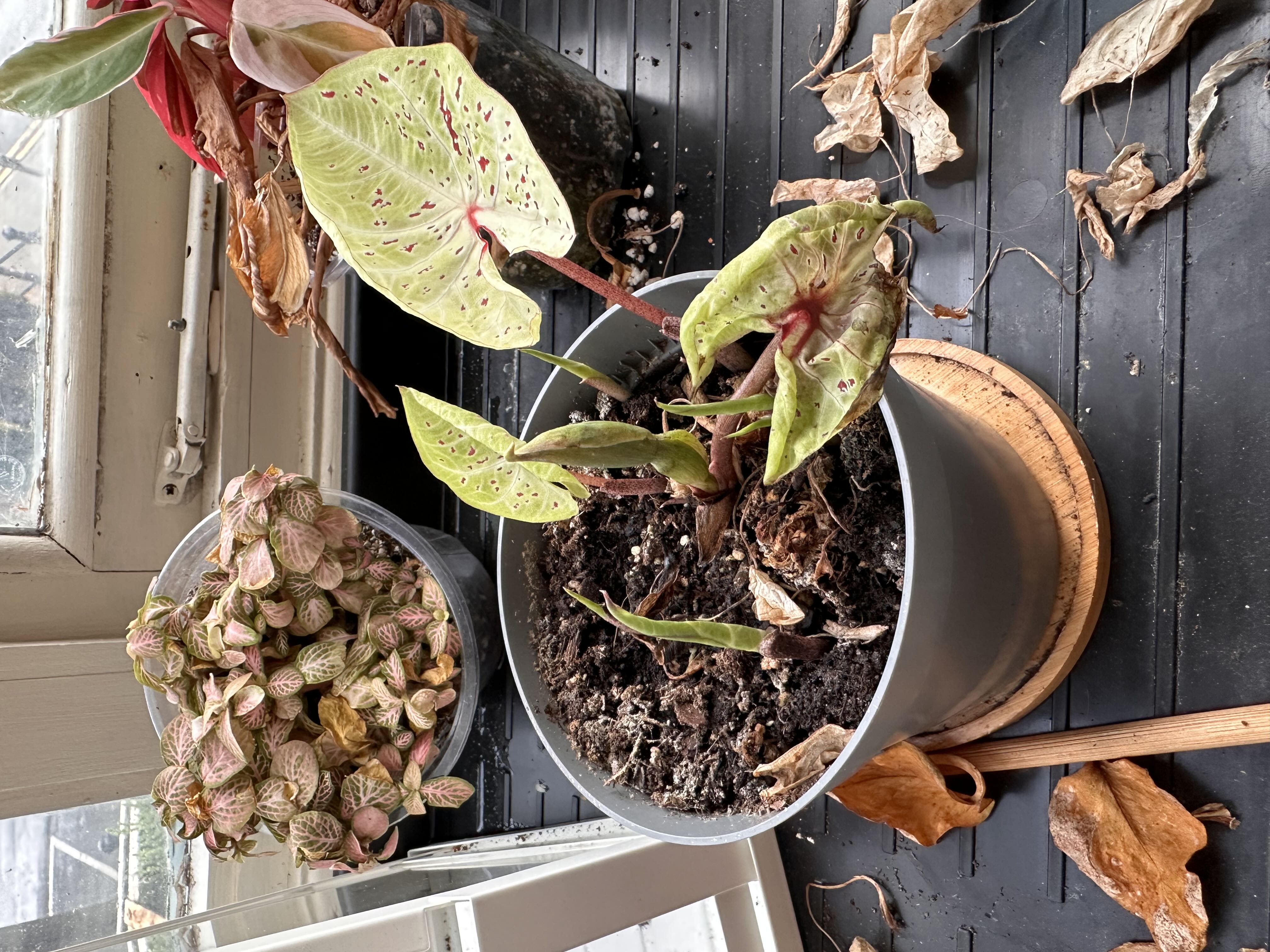Photo from the post