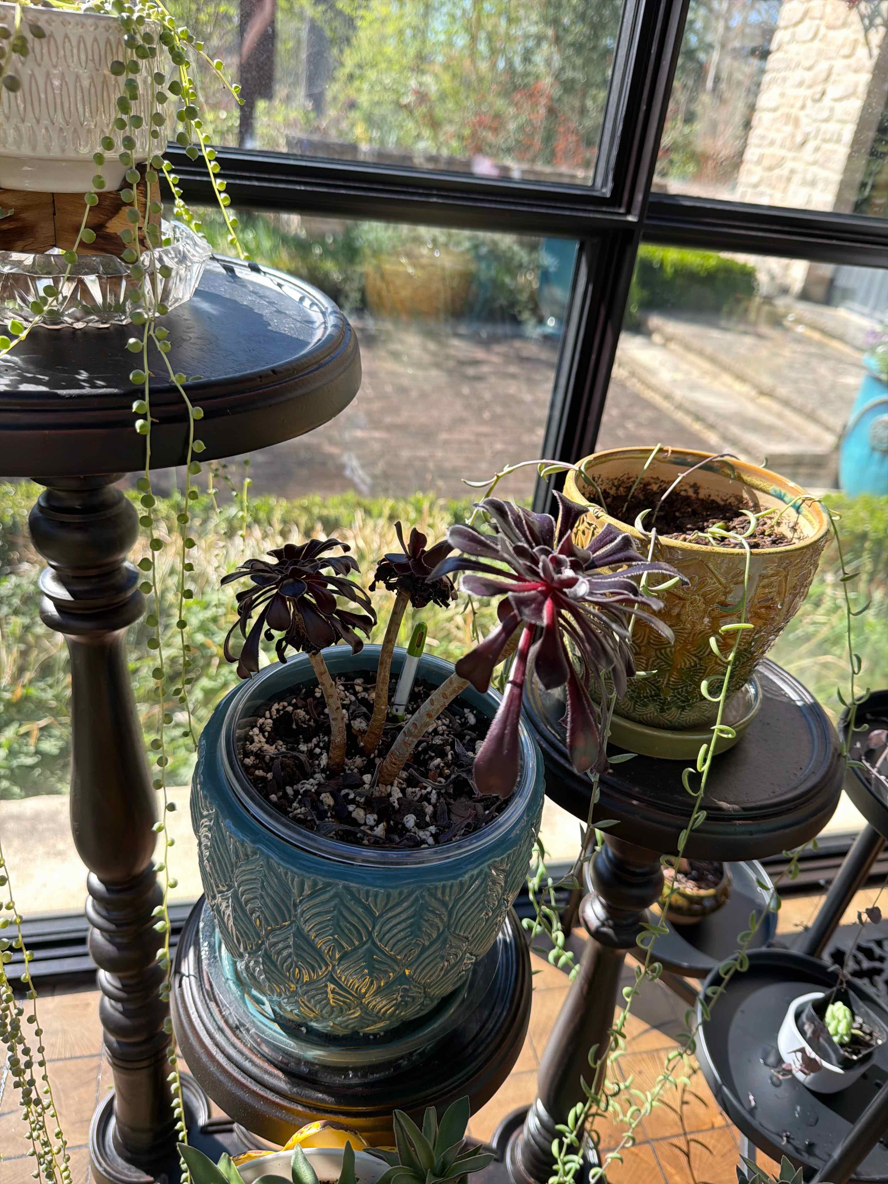 Photo of the plant species Black Rose by @doc4pet named Africa Connector Tree Aeonium on Greg, the plant care app