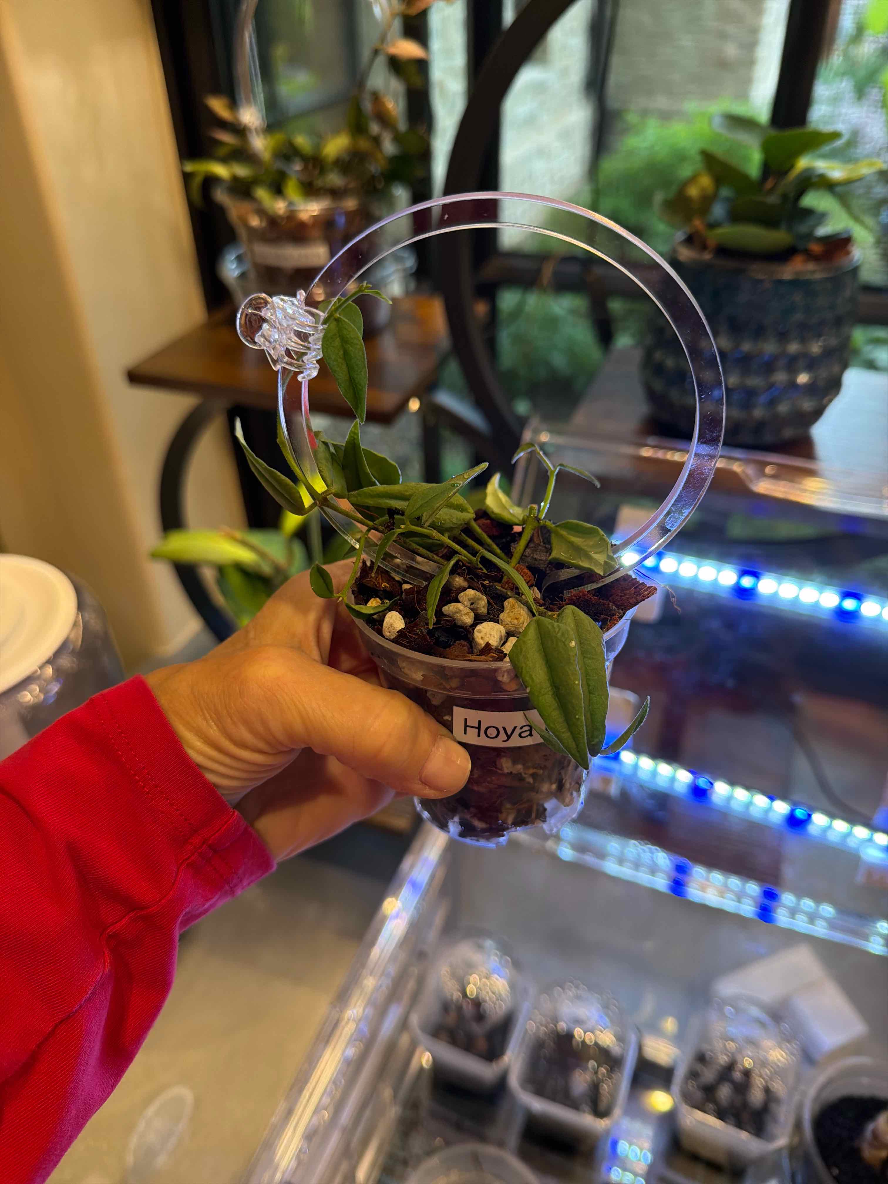 Photo of the plant species Hoya Bella by @doc4pet named Office Hoya Bella on Greg, the plant care app
