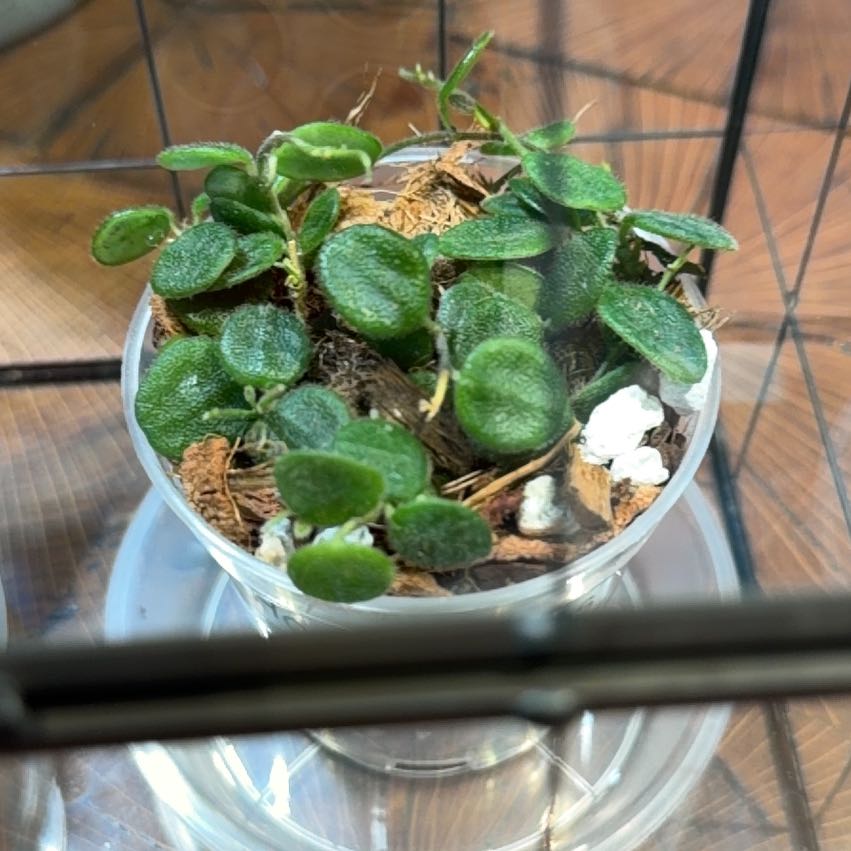Photo of the plant species Pink Wax Flower by @doc4pet named Office Hoya Serpens on Greg, the plant care app