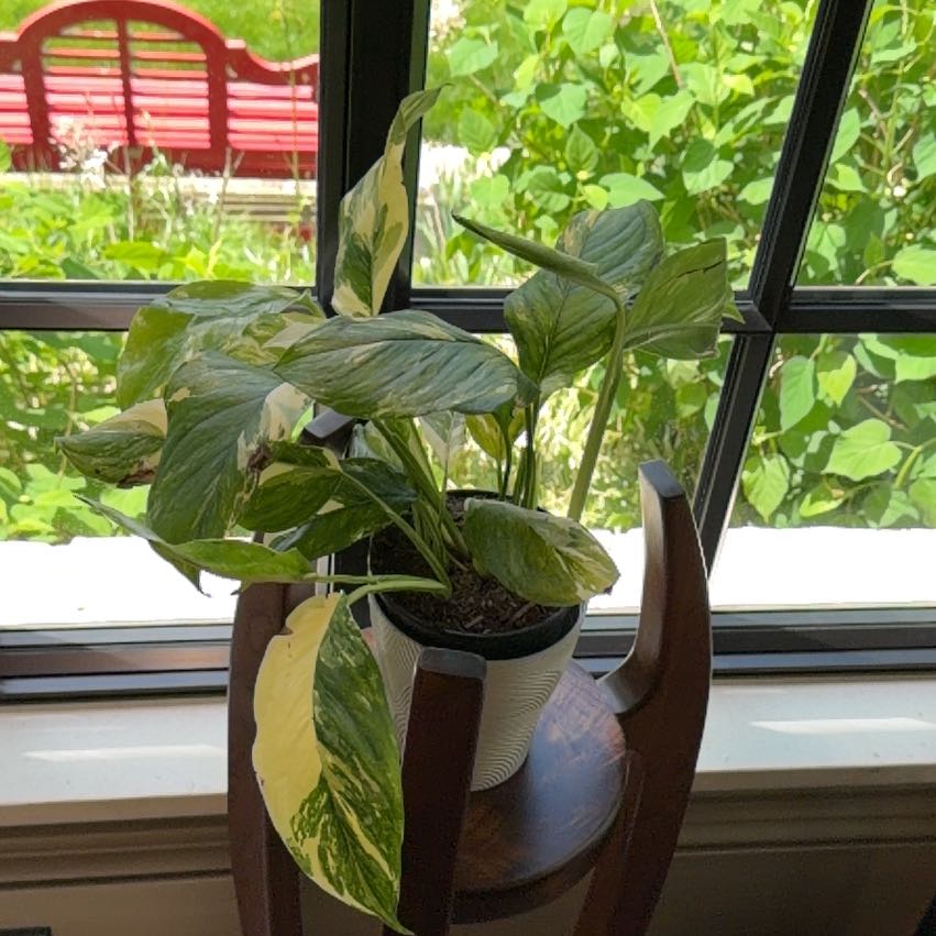 Photo of the plant species Monstera lechleriana 'Variegata' by @doc4pet named Gallery Monstera Lechleriana Albo on Greg, the plant care app