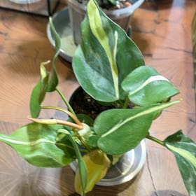 Photo of the plant species Philodendron cream splash by @doc4pet named Gallery Philodendron Cream Splash on Greg, the plant care app