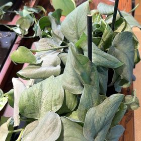Photo of the plant species Scindapsus 'Platinum Java' by @doc4pet named Office Scindapsus Platinum on Greg, the plant care app