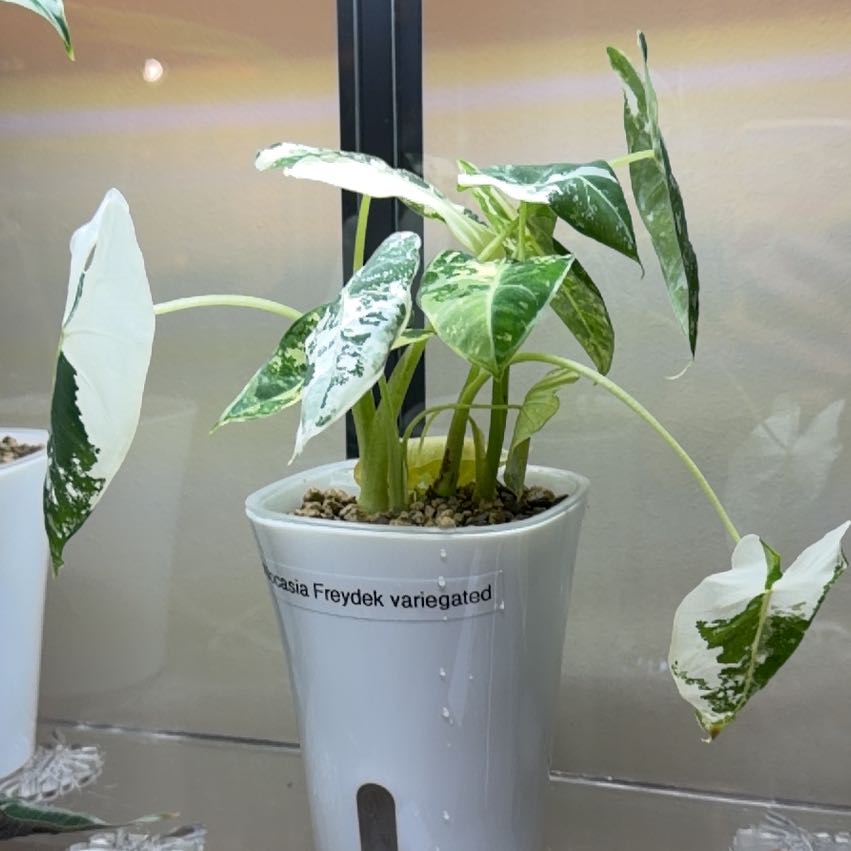 Photo of the plant species Variegated Alocasia frydek by @doc4pet named Office Alocasia Frydek Variegated on Greg, the plant care app