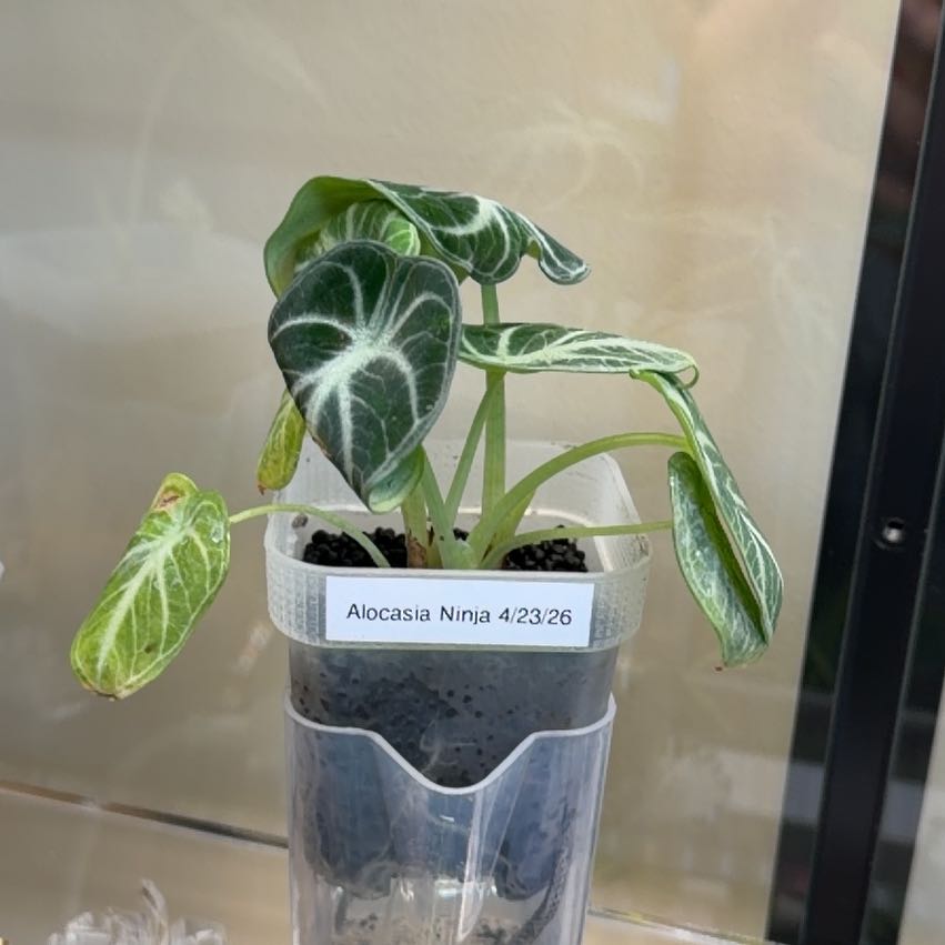 Photo of the plant species Alocasia Ninja Albo by @doc4pet named Office Alocasia Ninja on Greg, the plant care app