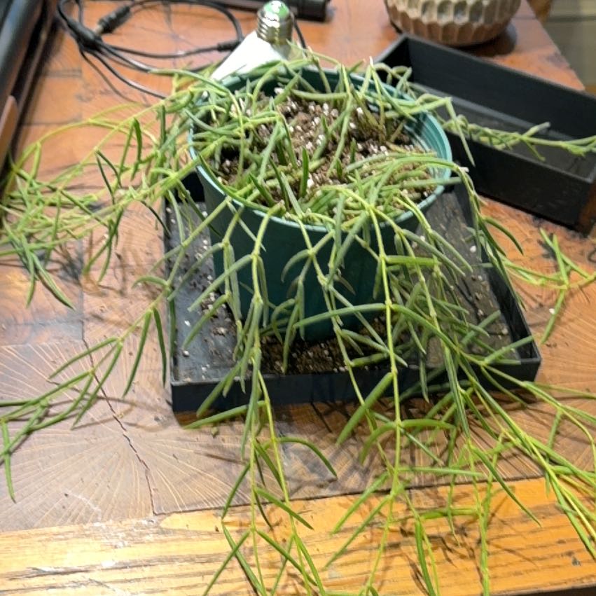 Photo of the plant species Wax Plant by @doc4pet named Office Hoya Linearis on Greg, the plant care app