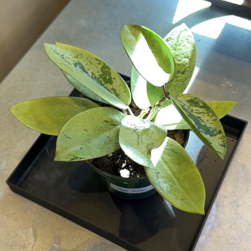 Photo of the plant species Hoya Silver Dollar by @doc4pet named Office Hoya Silver Dollar on Greg, the plant care app