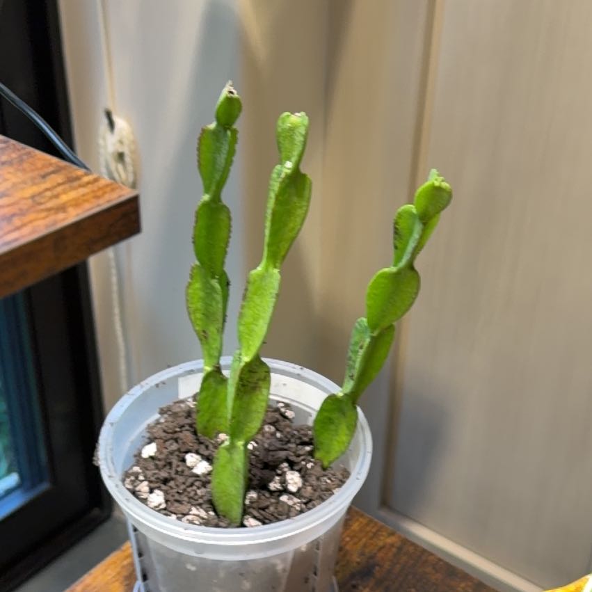 Photo of the plant species Twisty Rhipsalis by @doc4pet named Office Rhipsalis Paradoxa II on Greg, the plant care app