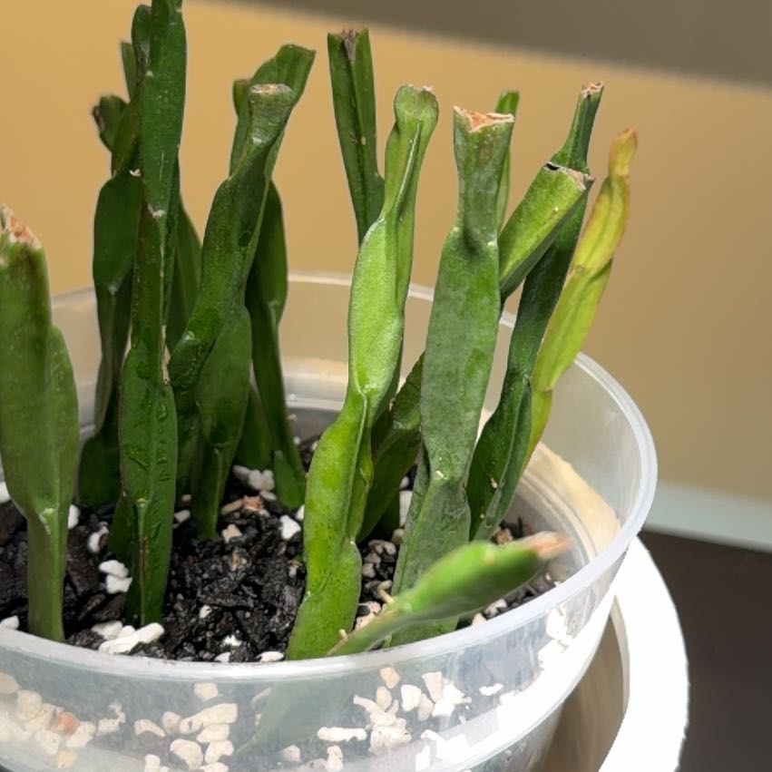 Photo of the plant species Twisty Rhipsalis by @doc4pet named Office Rhipsalis Paradoxa on Greg, the plant care app