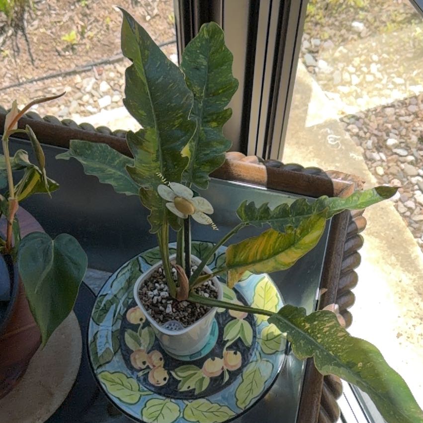 Photo of the plant species Philodendron Ring Of Fire by @doc4pet named Master Connector Philodendron Ring of Fire on Greg, the plant care app