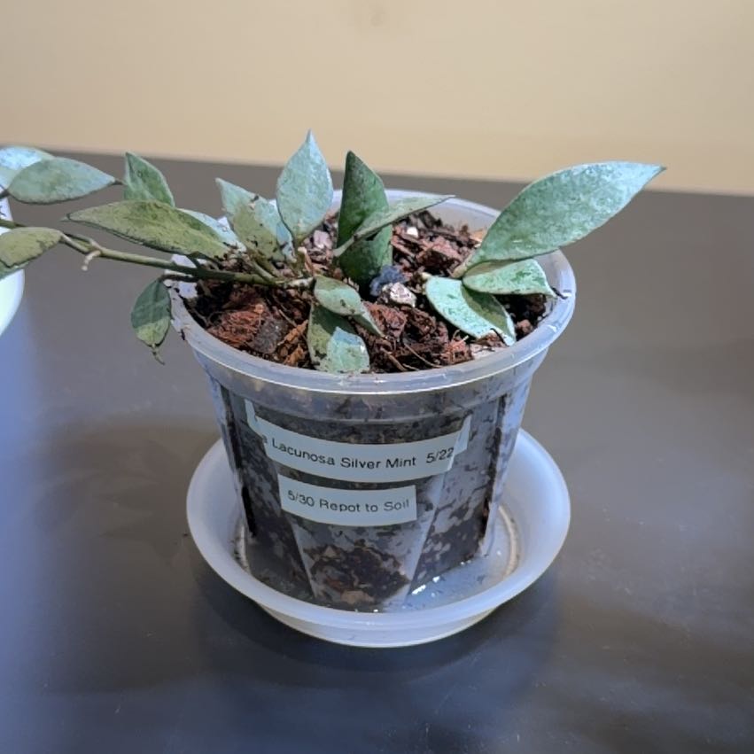 Photo of the plant species Hoya lacunosa Silver 'Long Leaf' by @doc4pet named Office Hoya Lacunosa Silver Mint 5/22/26 on Greg, the plant care app