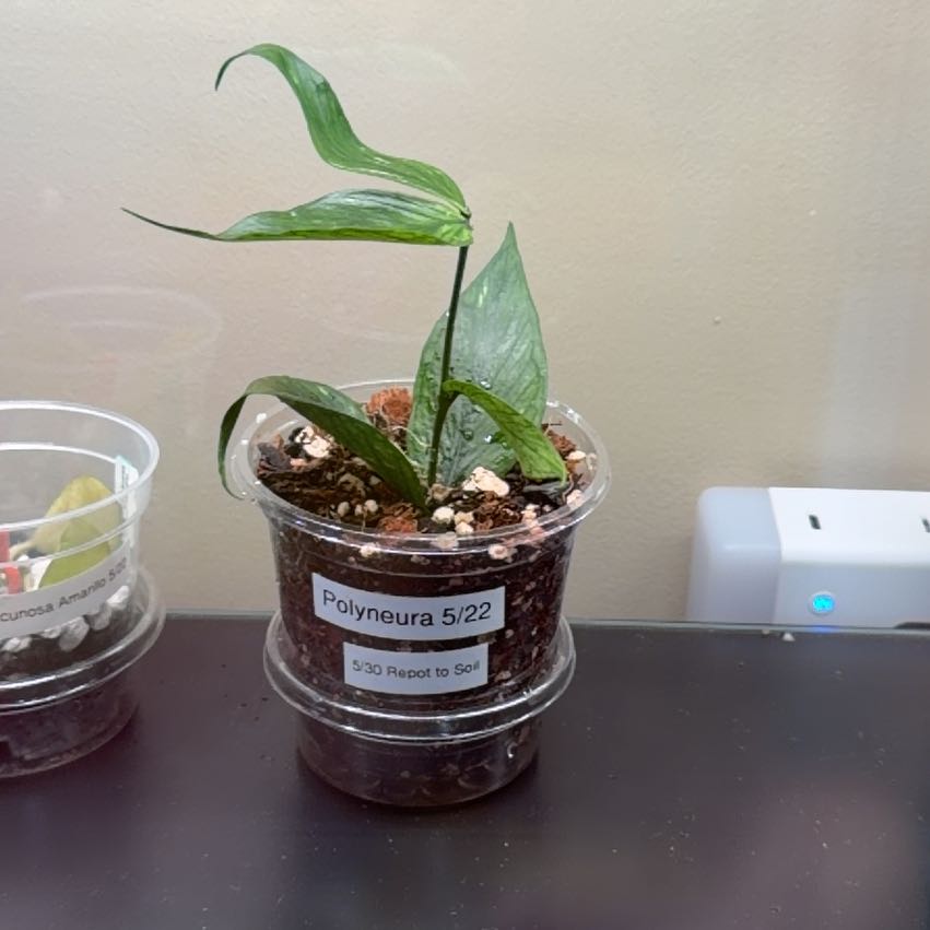 Photo of the plant species Fishtail Hoya by @doc4pet named Office Hoya Polyneura 5/22/26 on Greg, the plant care app