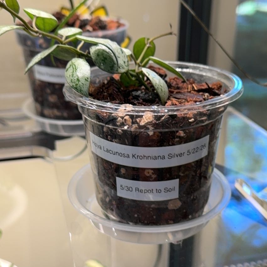 Photo of the plant species Hoya lacunosa by @doc4pet named Office Hoya Lacunosa Krohniana Silver 5/22/26 on Greg, the plant care app