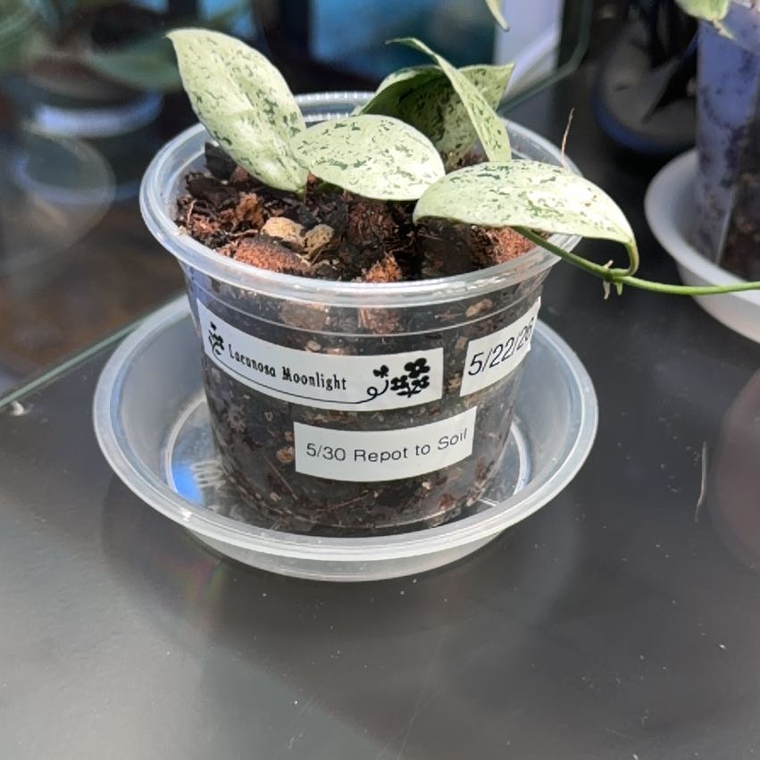 Photo of the plant species Hoya Lacunosa 'Louisa's Silver' by @doc4pet named Office Hoya Lacunosa Moonlight 5/22/26 on Greg, the plant care app
