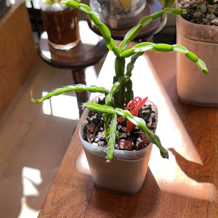 Photo of the plant species Mistletoe Cactus by @doc4pet named Office Rhipsalis Paradoxa on Greg, the plant care app
