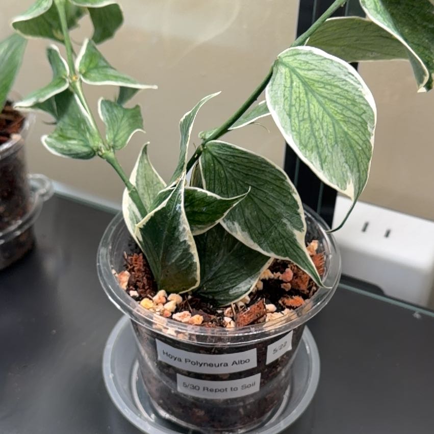 Photo of the plant species Hoya Poly Albo by @doc4pet named Office Hoya Polyneura Albo on Greg, the plant care app