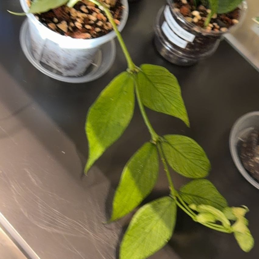 Photo of the plant species Fishtail Hoya by @doc4pet named Office Hoya Polyneura II  5/22/26 on Greg, the plant care app