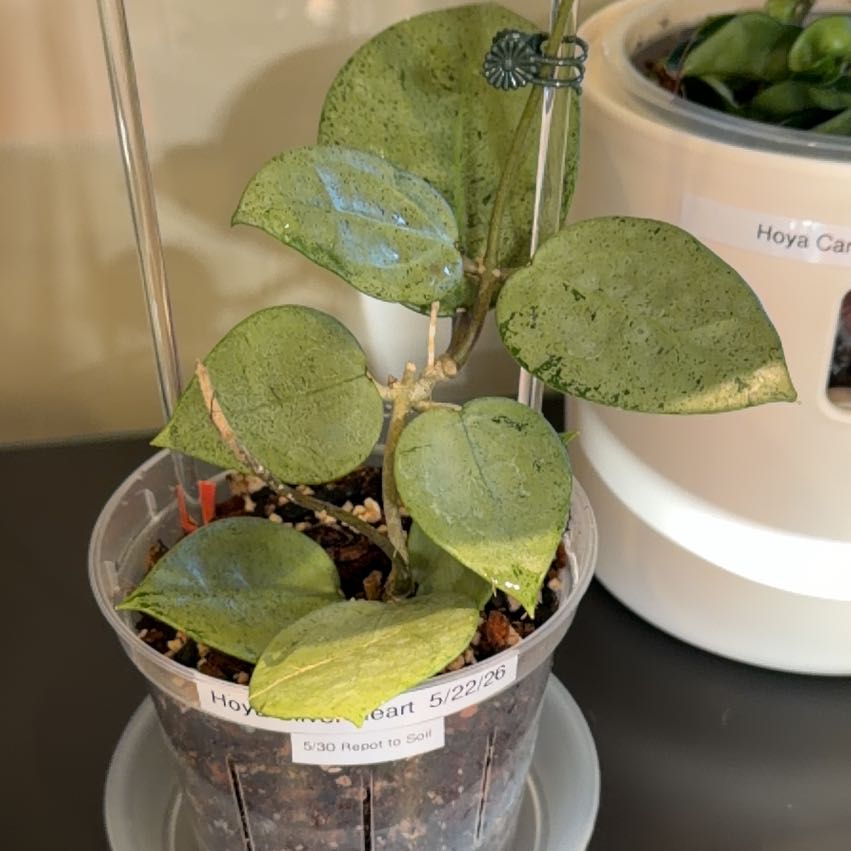 Photo of the plant species Hoya Silver Dollar by @doc4pet named Office Hoya Silver Heart 5/22/26 on Greg, the plant care app