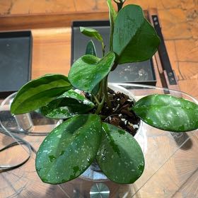 Photo of the plant species Splash Hoya Obovata by @doc4pet named Office Hoya Obovata Splash on Greg, the plant care app