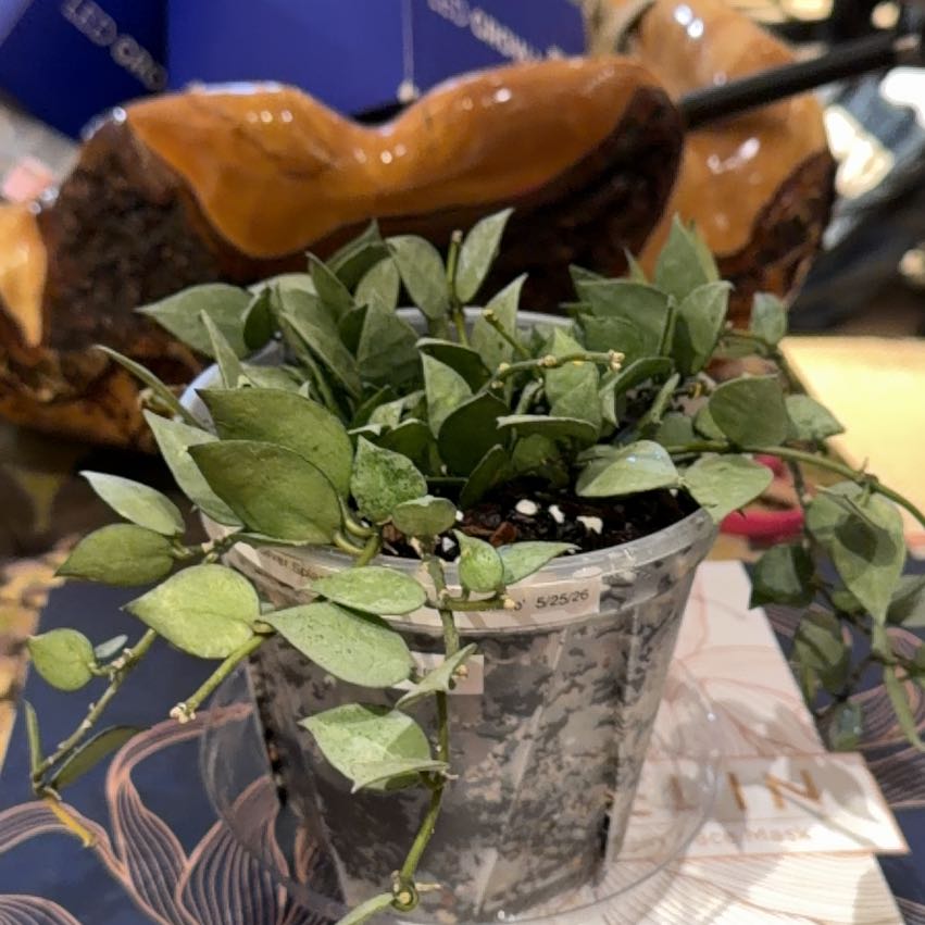 Photo of the plant species Hoya 'Eskimo' by @doc4pet named Office Hoya Krohniana ’Eskimo’ on Greg, the plant care app