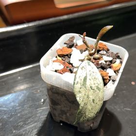 Photo of the plant species Hoya Carnosa 'Wilbur Graves' by @doc4pet named Office Hoya Carnosa Wilbur Graves China on Greg, the plant care app
