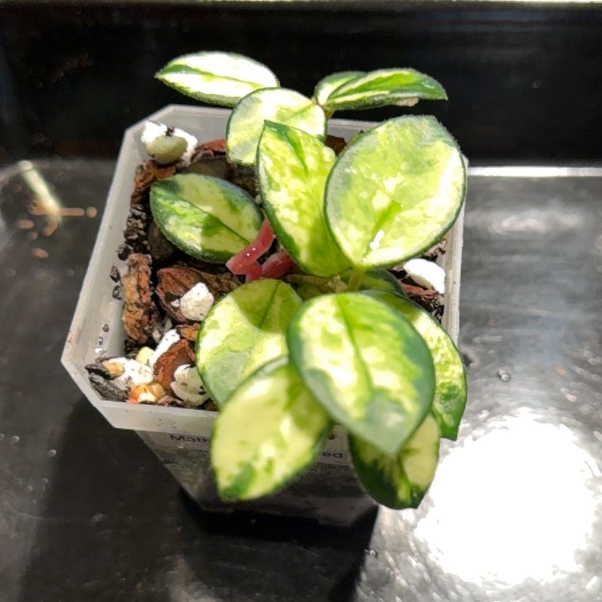Photo of the plant species Waxplant by @doc4pet named Office Hoya Mathilde Variegated on Greg, the plant care app