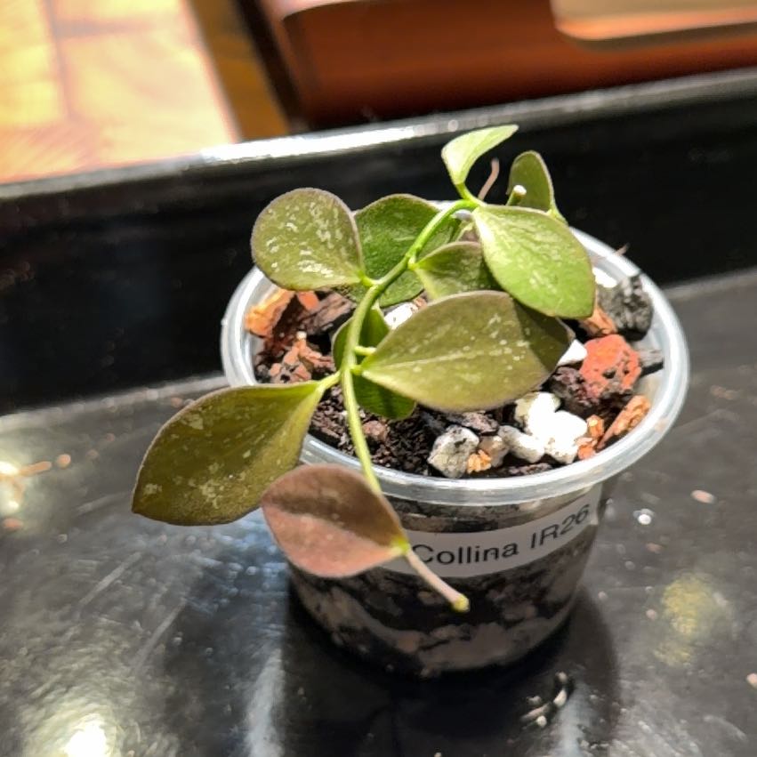 Photo of the plant species IR-26 by @doc4pet named Office Hoya Collina  IR26 on Greg, the plant care app