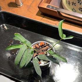 Photo of the plant species Hoya pandurata by @doc4pet named Office Hoya Pandurata Splash on Greg, the plant care app