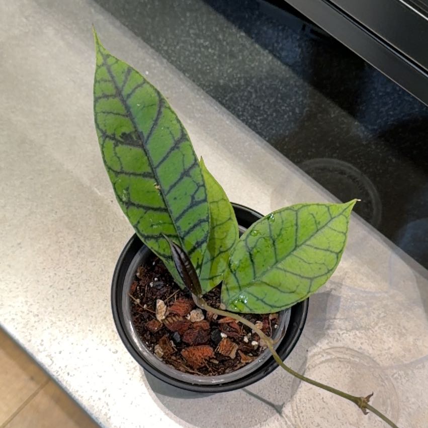 Photo of the plant species Stiff Leafed Hoya by @doc4pet named Office Hoya Callistophylla on Greg, the plant care app