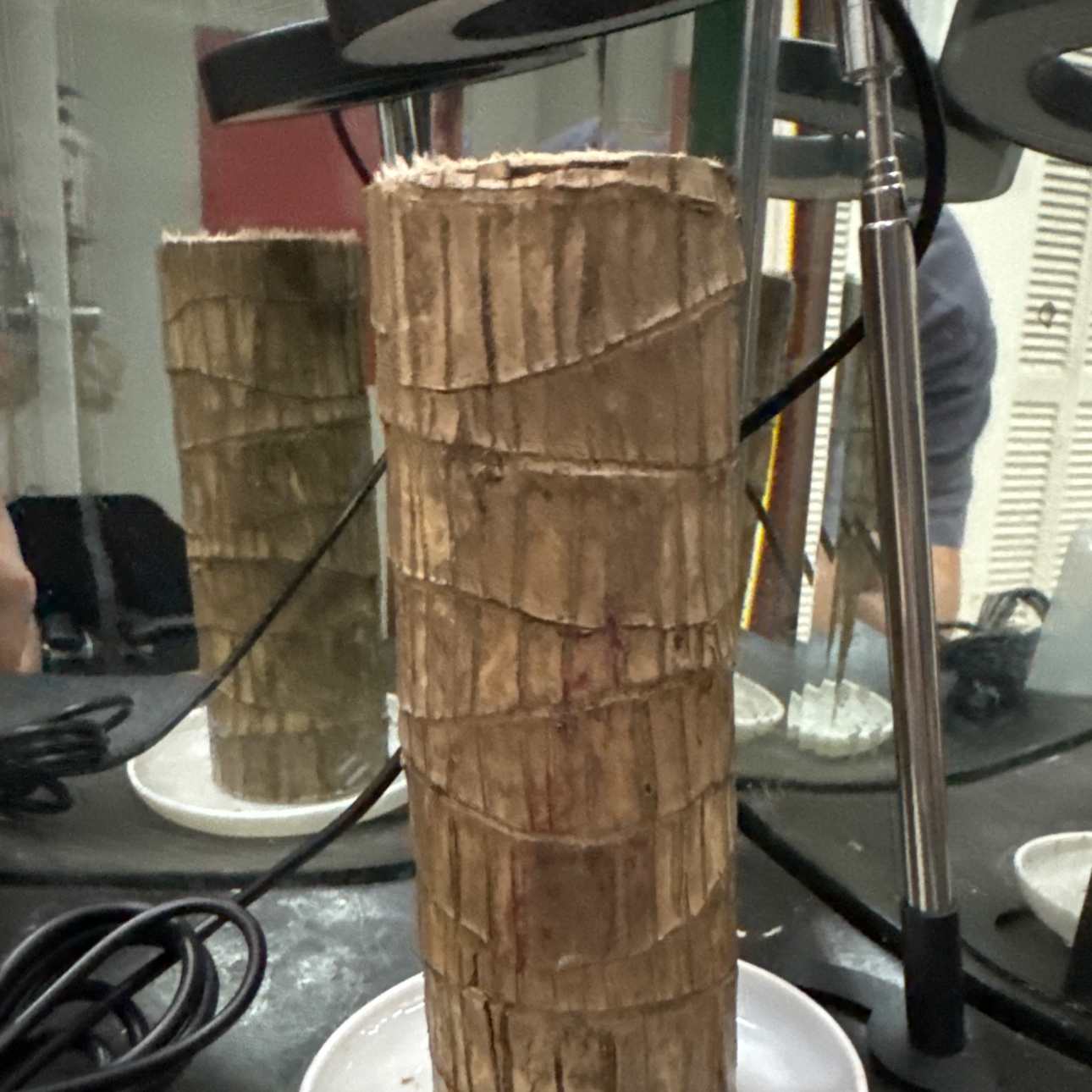 Photo of the plant species Brazilwood by @ZestSicklefern named cr on Greg, the plant care app