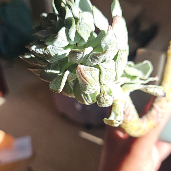 Photo of the plant species Crested Chrissy N Ryan by @ZealfulVaccaria named Bigleef Smalls on Greg, the plant care app