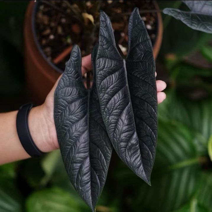 Close-up of an Alocasia Scalprum plant with three dark green leaves held by a hand.
