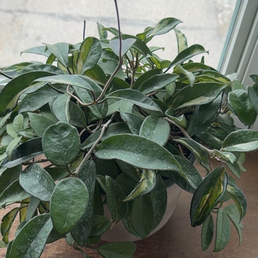 Photo of the plant species Exotic Hoya by @BusyLemonfern named Sahara on Greg, the plant care app