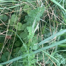 Photo of the plant species Filipendula Vulgaris by @SelectThaibasil named Doja Cat on Greg, the plant care app